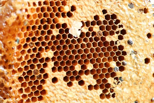 Söta honeycomb bakgrundsstruktur — Stockfoto