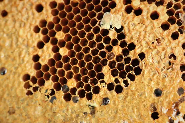 Söta honeycomb bakgrundsstruktur — Stockfoto