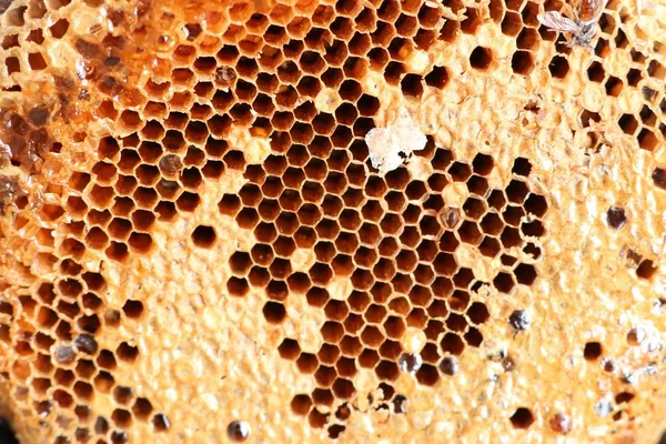 Söta honeycomb bakgrundsstruktur — Stockfoto