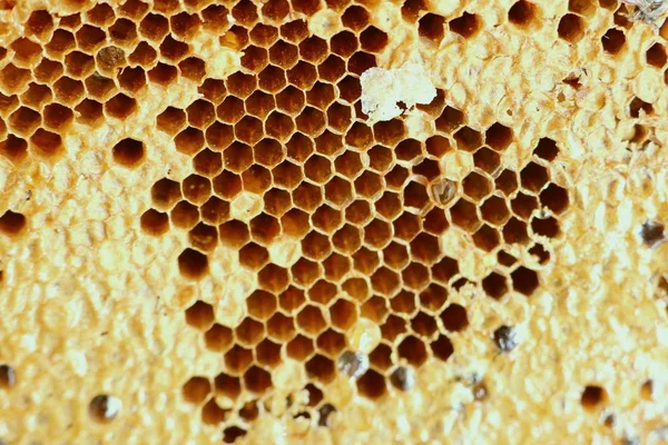 Dolce nido d'ape sfondo texture Foto Stock Royalty Free
