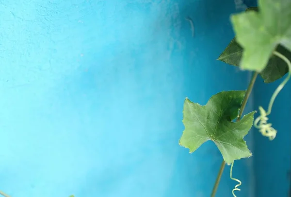 Ivy gourd blue background — Stock Photo, Image