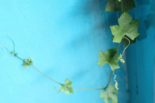 Ivy gourd blå baggrund - Stock-foto