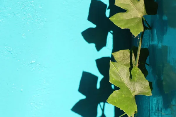 Ivy gourd blue background — Stock Photo, Image