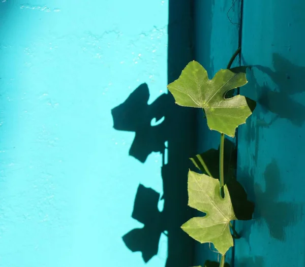 Ivy kalebass blå bakgrund — Stockfoto
