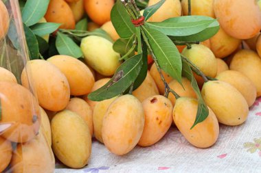 Tay plango meyve ya da marian Erik