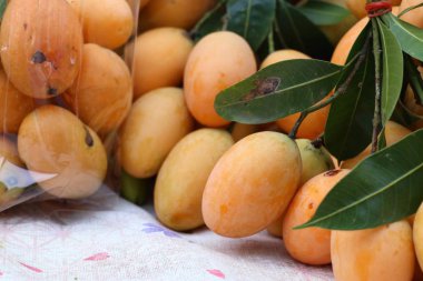 Tay plango meyve ya da marian Erik