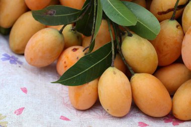 Tay plango meyve ya da marian Erik