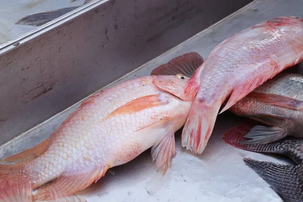 Du poisson frais au marché — Photo