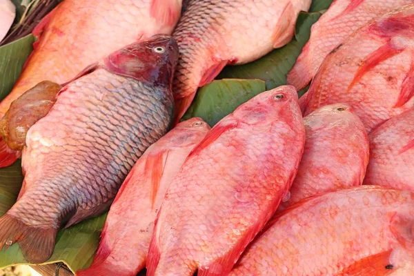 Świeże ryby na rynku — Zdjęcie stockowe