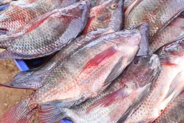 Fish at the market — Stock Photo, Image