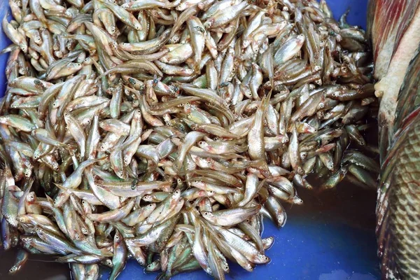 Fisch auf dem Markt — Stockfoto