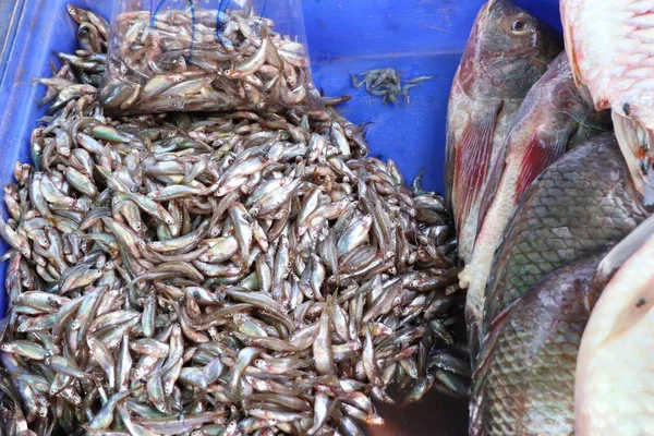 Fisch auf dem Markt — Stockfoto