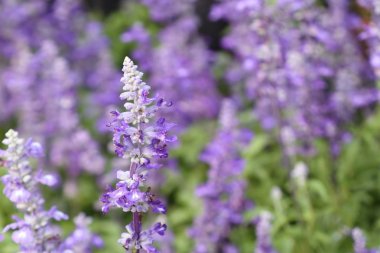 tropikal ada çayı çiçek