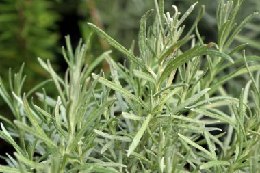 Bahçedeki biberiye bitkisi