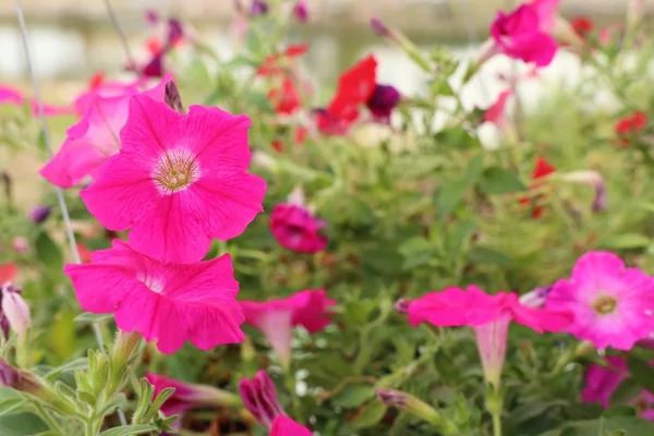 Petunia flores en tropical — Foto de Stock