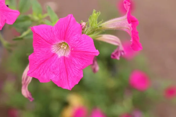 Fleurs de pétunia en tropical — Photo