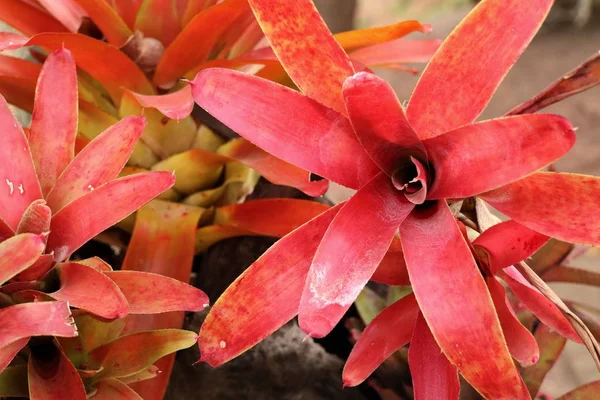 Bromeliad λουλούδι στα τροπικά — Φωτογραφία Αρχείου