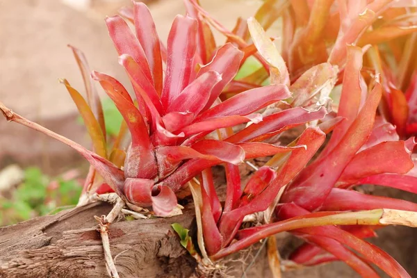 Bromélie en fleurs tropicales — Photo