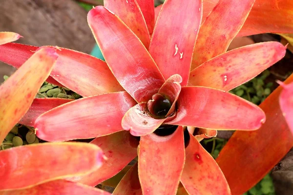 Bromelie Blume in tropischen — Stockfoto