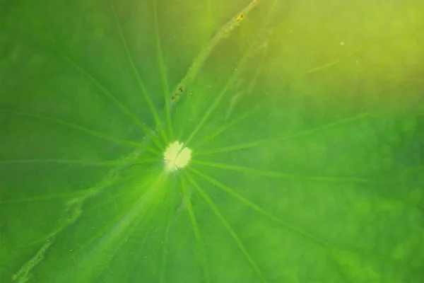 Foglia di loto in natura — Foto Stock