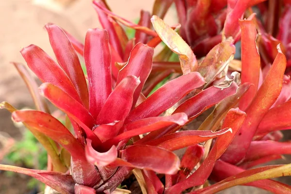 Bromélie en fleurs tropicales — Photo