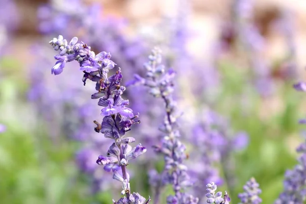 Salvia blomma i tropical — Stockfoto