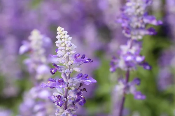 Salvia květina v tropických — Stock fotografie