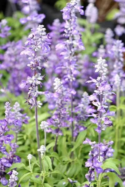 Salvia květina v tropických — Stock fotografie