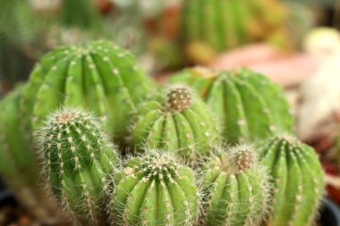 Tropikal güzel kaktüs