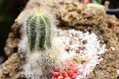 Tropikal güzel kaktüs