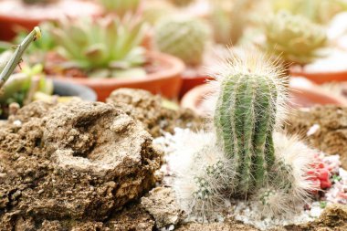 Tropikal güzel kaktüs