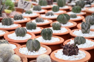 Tropikal güzel kaktüs