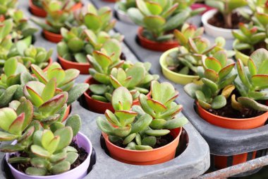 Calandiva ya da kaktüs doğada