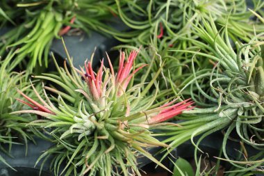 güzel bromeliad tropikal