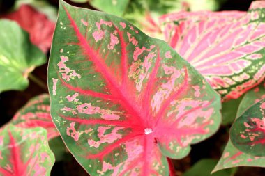 Bahçe içinde güzel yaprak desen