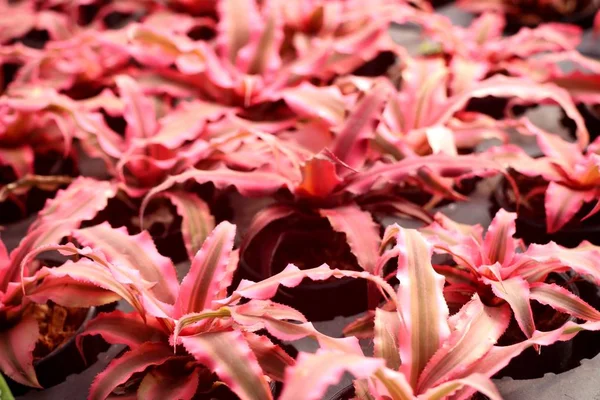 Hermosa bromeliad en tropical — Foto de Stock