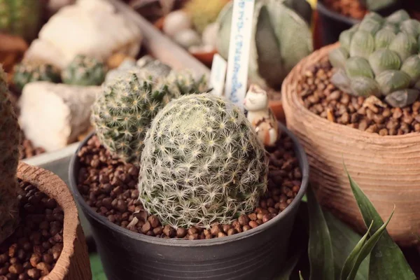 Hermoso cactus en tropical —  Fotos de Stock