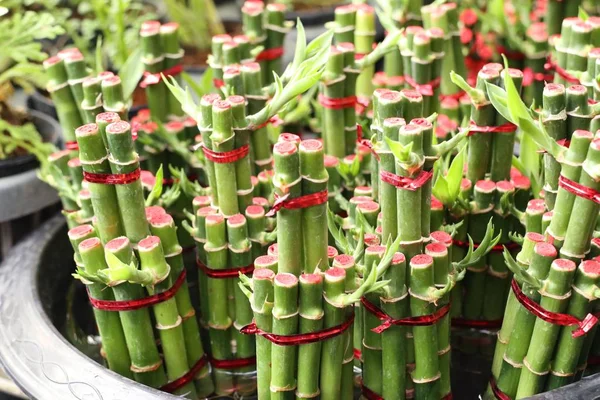 Lucky bamboo in tropical