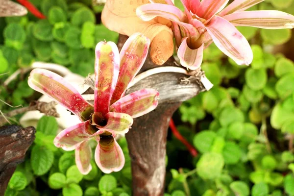 Bela bromélia em tropical — Fotografia de Stock