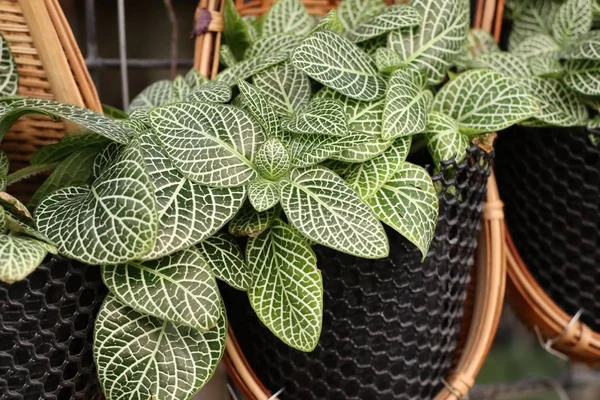 Beautiful leaf pattern in garden — Stock Photo, Image