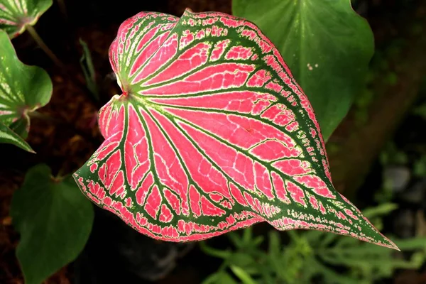 Beautiful leaf pattern in garden — Stock Photo, Image