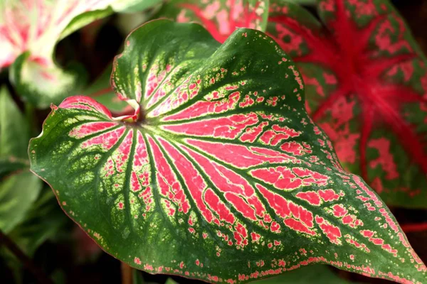 Beautiful leaf pattern in garden — Stock Photo, Image