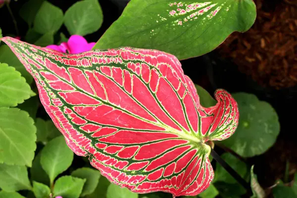 정원에서 아름 다운 잎 패턴 — 스톡 사진