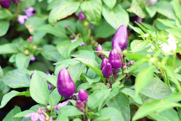 Chilli papričky v zahradě — Stock fotografie