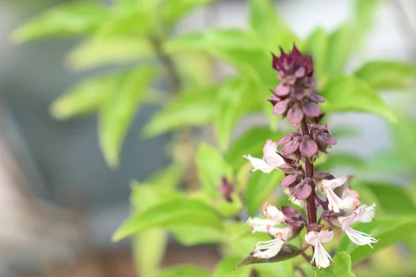 Planta de manjericão no jardim — Fotografia de Stock