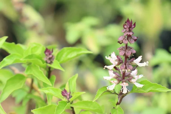 Basil plant in tuin — Stockfoto