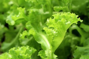 Marul tropikal bitki