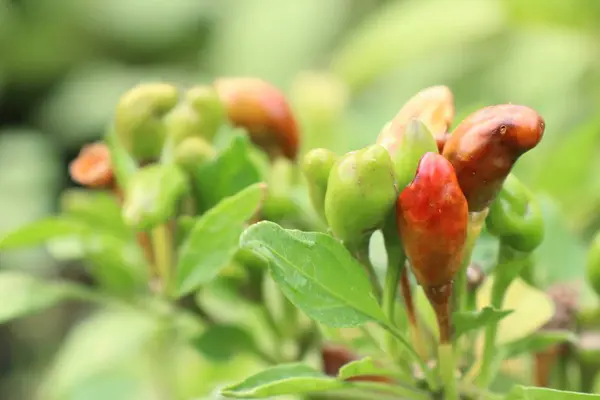Chilli papričky v zahradě — Stock fotografie