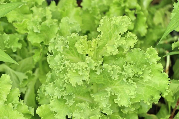 Lettuce plant in tropical — Stock Photo, Image