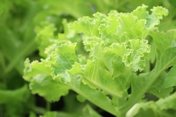 Lettuce plant in tropical — Stock Photo, Image